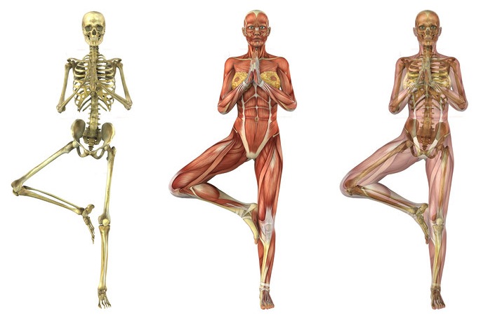 anatomia
