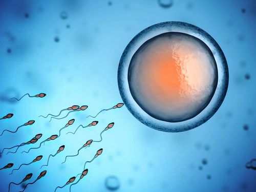 Fertilidade feminina: ovulação e fertilização